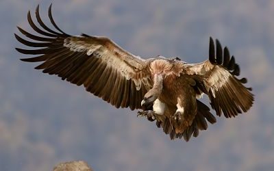 The Eagle is Landing