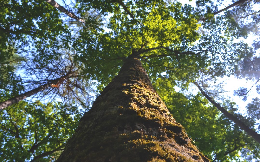 Trees Don’t Reach to the Sky