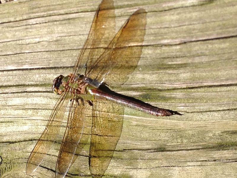 Dragon Flies