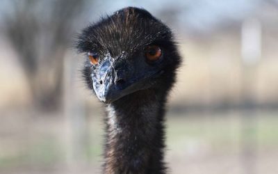 Protected: The Ostrich
