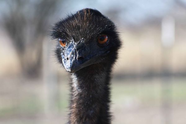 Protected: The Ostrich