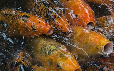 Shooting Fish in a Barrel