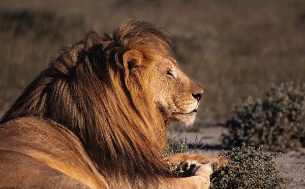 Lion’s Pride