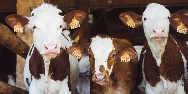 Herd on the Street