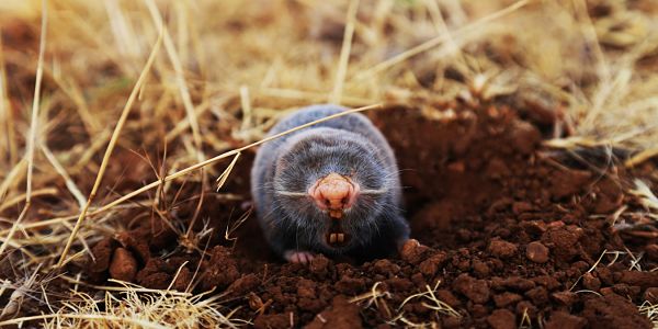 Moles