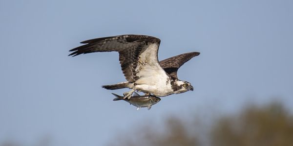 Flying Fiish
