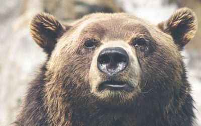 E-mini SP 500 Day Traders  maul the Bull and Donner and Blitzen