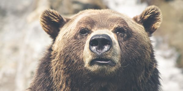 E-mini SP 500 Day Traders  maul the Bull and Donner and Blitzen