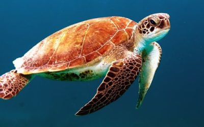 Emini Turtle Trap Day