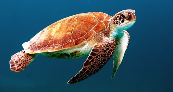 Emini Turtle Trap Day